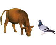 適合鳥類、幼崽